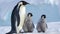 Family of Emperor Penguins on Snowy Antarctic Landscape