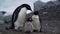 Family of Emperor Penguins on Snowy Antarctic Landscape