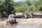 Family of endangered southern white rhinoceros Ceratotherium simum simum drinking at a waterhole