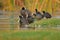 Family of Eurasian common coot bird natural nature wallpaper
