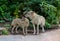 Family of Eurasian wolves Canis lupus lupus in forest