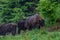 Family of european bison in forest in National park Bieszczady, Poland