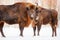 Family of European bison in a snowy forest