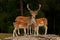 A family of fallow deer, with doe, fawn and buck in a forest in Sweden