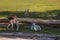 Family of fallow deer with the herd