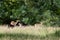 Family of Fallow Deer in woodland in East Grinstead