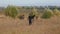 Family of farmers father and his son with horses preparing to work in field and graze cattle