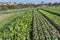 Family farming with a irrigate garden of lettuce and cabbage and the city of marilia