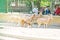 Family feeding desert goats at the egyptian zoo