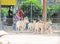 Family feeding desert goats at the egyptian zoo