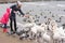 Family feeding white swans on sea coast in winter