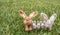 Family of Felted Rabbits or Bunnies on Grass Lawn