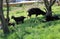 Family of Feral Goats