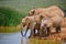 Family of five african elephant drinking