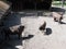 Family of five european bisons stand on sandy ground in enclosure at city of Pszczyna in Poland