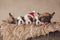 family of five lazy french bulldogs puppies sleeping in a furry wooden box