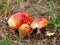 Family of fly agarics