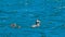 Family of flying-steamer ducks swimming in Chile