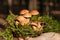 A family of forest edible mushrooms of the genus Xerocomus in moss in the palm of a young woman