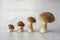 Family of forest mushrooms Cep mushroom, Boletus, Borovik on the concrete kitchen table