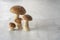 Family of forest mushrooms Cep mushroom, Boletus, Borovik on the concrete kitchen table.
