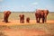 Family of four african bush elephants
