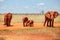 Family of four African bush elephants Loxodonta africana, cove