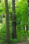 A family of four squirrels runs along a tree trunk