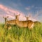 Family of four waterbuck stands in a thicket of tall grass against the backdrop of an amazing pink sky with clouds.