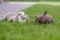 A family of french lop rabbits lies on the green grass in the garden on a summer day.