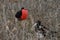 Family of Frigate Bird from Galapagos