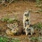 A family of frightened gophers