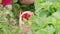 Family gardening, father, child gather strawberry to basket