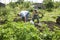 Family Gardening Together In Community Garden