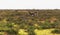 Family of gazelles grazing in the steppe