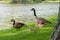Family of Geese in the Adirondacks