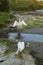 A family of geese with baby geese on the edge of a lake