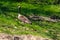 A Family of Geese at the Grand River