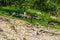 A Family of Geese at the Grand River