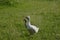 Family of geese on grass