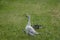 Family of geese on grass