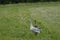 Family of geese on grass