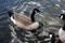 Family of Geese on a Keystone, Colorado Pond