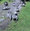 Family of geese with many of small gray chicks