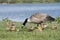 Family of geese with mother goose pecking on grass
