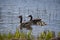 A family of geese with their young swim across a lake