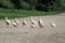 family of geese and white ducks crossing the road