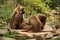 Family of gelada monkeys sitting od a rock