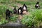 Family of Geoffroy`s Spider monkeys.