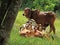 family of gir breed cattle